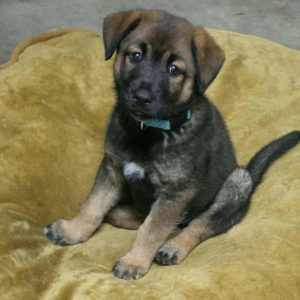 little puppy after puppy training in Wilmington NC