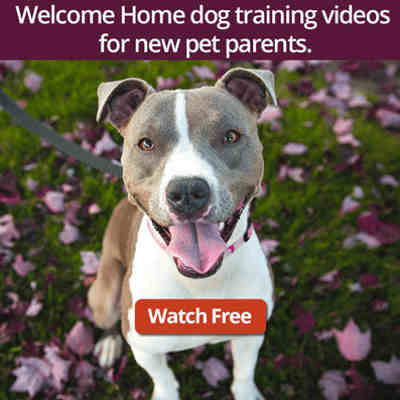 Watch the free Welcome Home Video series for new pet parents.